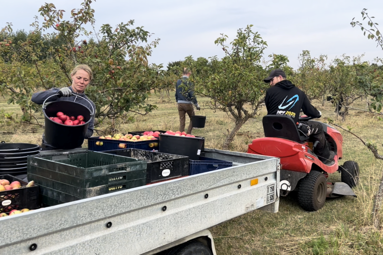 tre medarbejdere  høster æbler med havetraktor og trailer